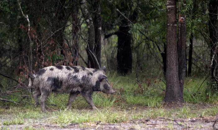 Where Canada’s ‘super pigs’ are most likely to invade the US — and potentially cause millions of dollars in damage