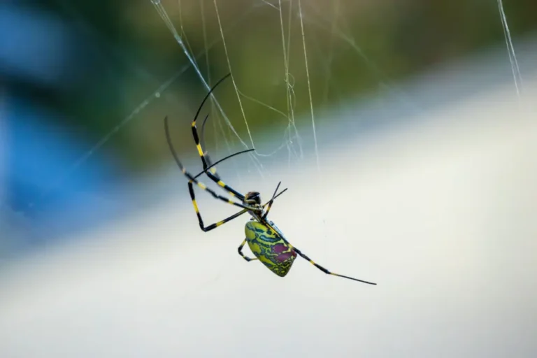 What you need to know about the giant, ‘flying’ spiders spreading over the eastern US