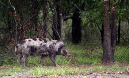 Where Canada’s ‘super pigs’ are most likely to invade the US — and potentially cause millions of dollars in damage