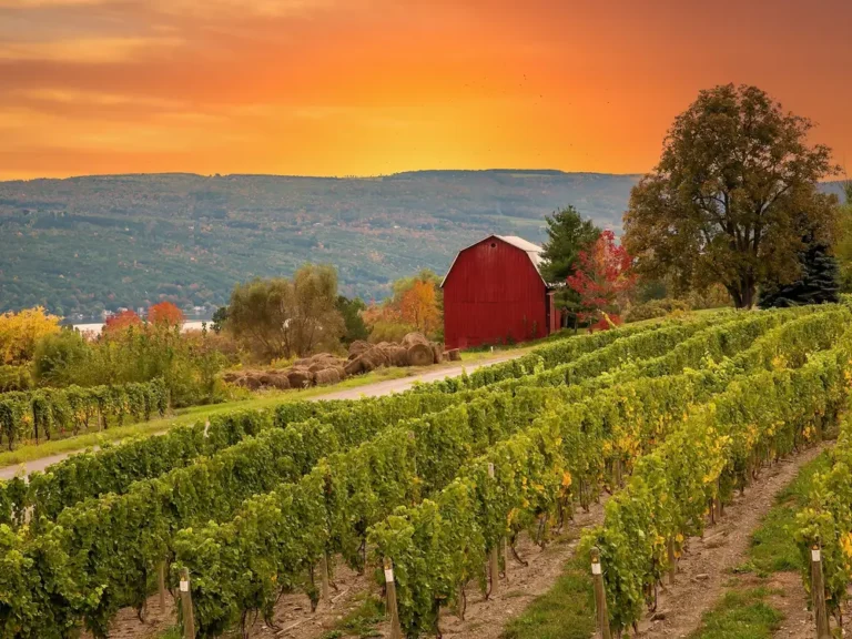 The 5 US states with the best wineries, according to a sommelier