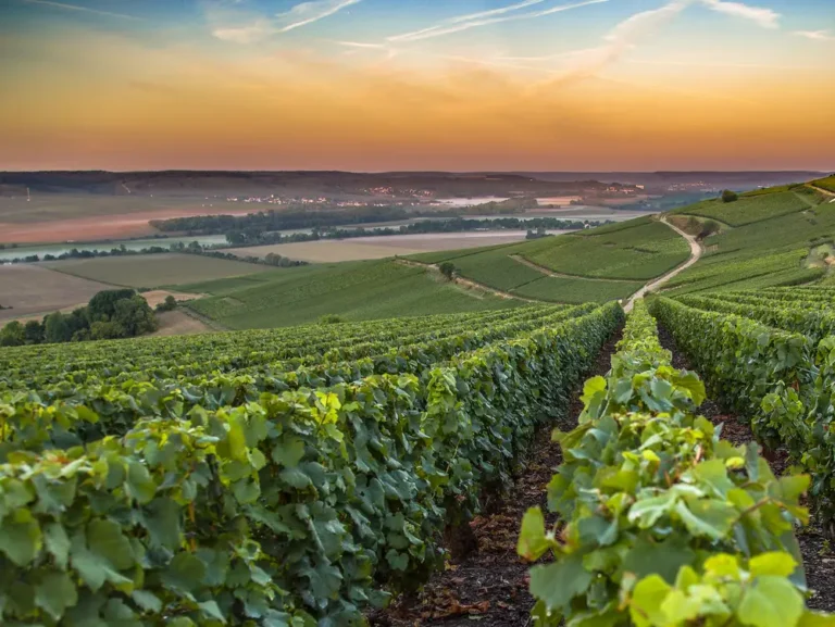 Whenever I’m in Paris, I take a 40-minute train ride to Champagne. A roundtrip ticket is only $60, and the wine lives up to the hype.