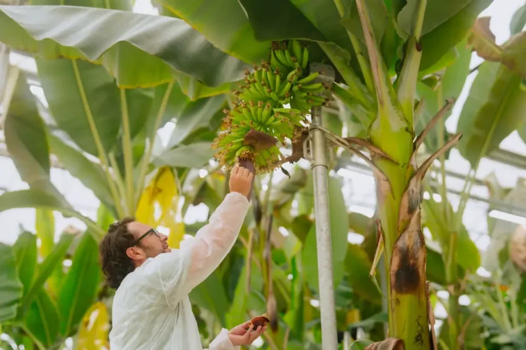 The world’s most popular banana faces extinction but scientists’ new creation could help save it