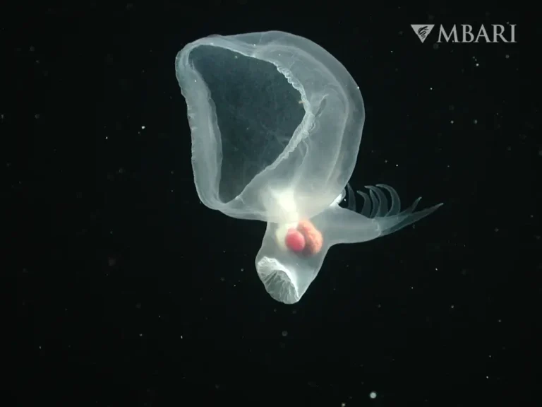 Scientists discovered the strangest sea slug in the ocean