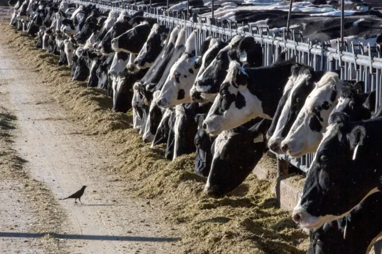 California governor declares ‘proactive’ state of emergency as bird flu spreads through dairy cows