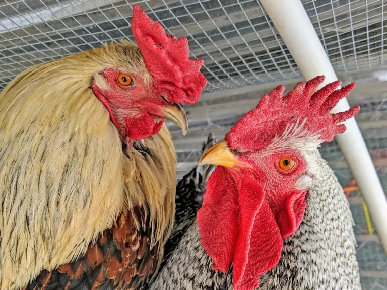 Why a backyard chicken isn’t the answer to saving money on eggs