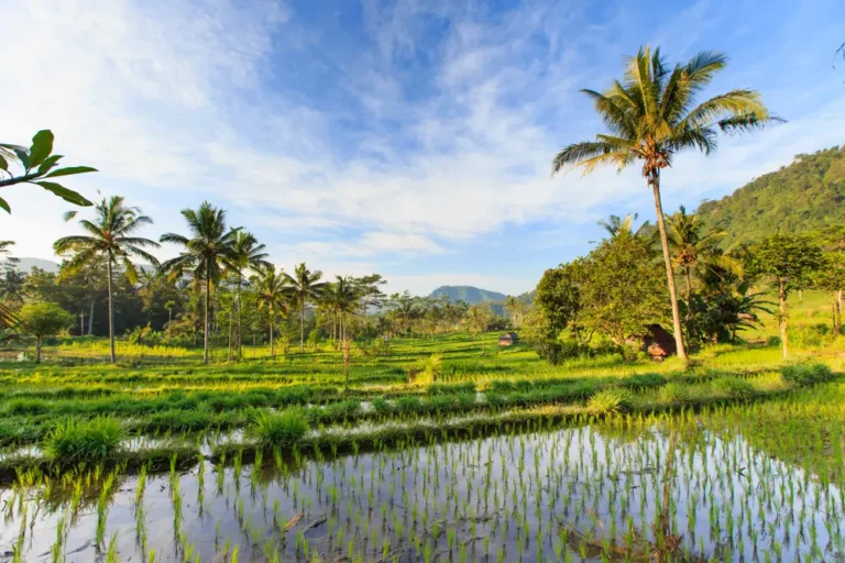 I stayed in a more rural part of Bali to avoid crowds. I loved the region I chose, and my luxe resort cost $45 a night.