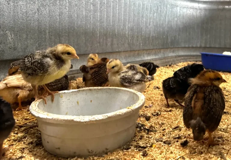 Chick sales are on track for a record-breaking year as egg prices drive more people to raise poultry in their back yards, Tractor Supply CEO says